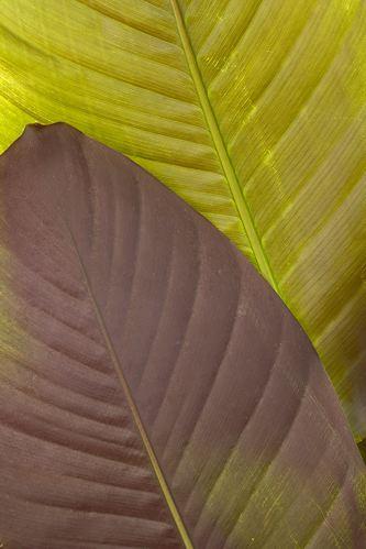 Textures;Shapes;Patterns;Abstractions;Abstract;Leaf;Leaves;Leafy;Foliage;Vein;Green;Maroon
