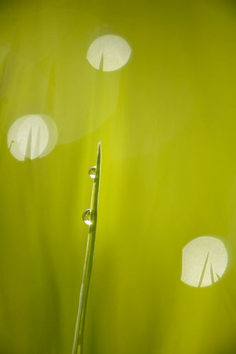 damp;wet;moisture;dewy;droplet;drop;water;Dew;Grass;Textures;Shapes;Patterns;Abstractions;Abstract