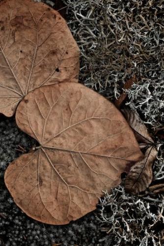 Wabi Sabi;Gray;Leafy;Tennessee;Plant;Leaves;Lichen;Brown;Henry Horton State Park;Botanical;Columbia;Moss;Leaf;Vein;Foliage;Tan;close-up;Plants