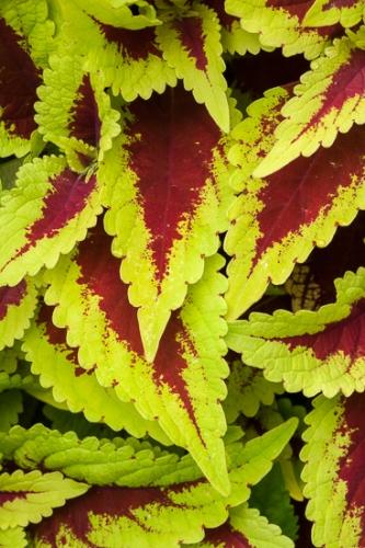 Botanical;Botanicals;Burgundy;Flora;Flowers;Herb;Maroon;Plant;Shrub;botany;greenery;herbage;plants;vegetation
