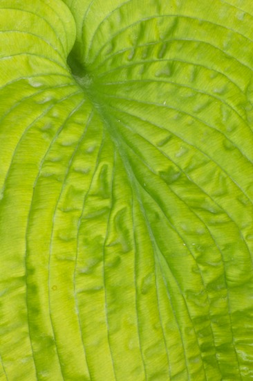 Abstract;Abstractions;Botanical;Botanicals;botany;flora;Green;greenery;herb;herbage;Patterns;plant;plants;Shapes;shrub;Textures;Vegetation