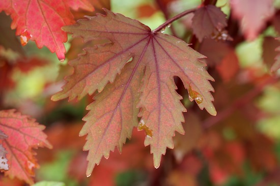 Botanical;Botanicals;botany;flora;Foliage;greenery;herb;herbage;Leaf;Leafy;Leaves;plant;plants;Purple;Red;shrub;Vegetation;Vein