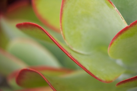 Abstract;Abstractions;Botanical;Botanicals;botany;flora;Green;greenery;herb;herbage;Maroon;Patterns;plant;plants;Shapes;shrub;SUCCULENT;Textures;Vegetation