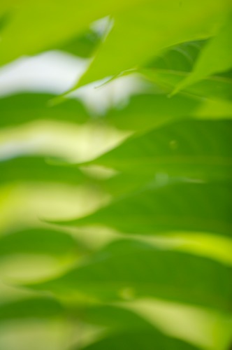 Abstract;Abstractions;Botanical;Botanicals;Botany;Compound;Flora;Foliage;Greenery;Herb;Herbaceous;Herbage;Leaf;Leaflet;Leaves;Patterns;Plants;Shapes;Textures;Vegetation;Veins