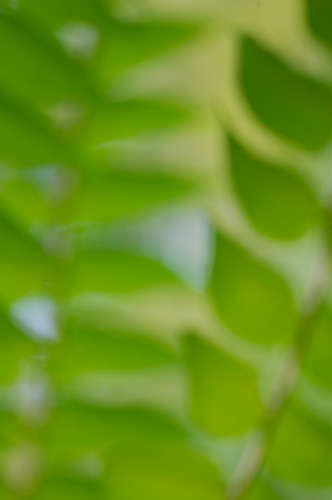 Abstract;Abstractions;Botanical;Botanicals;Botany;Compound;Flora;Foliage;Greenery;Herb;Herbaceous;Herbage;Leaf;Leaflet;Leaves;Patterns;Plants;Shapes;Textures;Vegetation;Veins