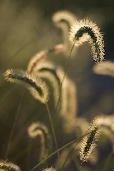 Abstract;Bead;Botanicals;Botany;Details;Dew;Dewey;Drop;Droplet;Flora;Foliage;Grass;Greenery;Herb;Herbaceous;Herbage;Moisture;Morning;Plants;Reflections;Vegetation;Water
