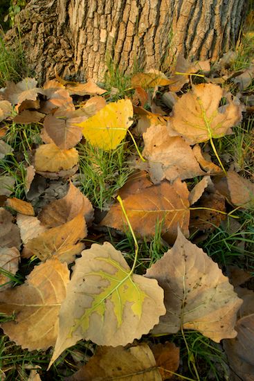 Vein;Tree Trunk;Leaves;Branches;Foliage;Leafy;Woodland;bark;Shrub;Branch;Trees;Trunk;Bush;Herbaceous;Leaf;Plant