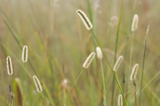 Abstract;Bead;Botanicals;Botany;Damp;Details;Dew;Dewey;Drop;Droplet;Flora;Fog;Foggy;Foliage;Grass;Greenery;Herb;Herbaceous;Herbage;Mist;Misty;Moisture;Morning;Obscured;Plants;Reflections;Vegetation;Water