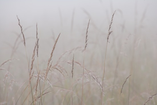 Abstract;Bead;Botanicals;Botany;Damp;Details;Dew;Dewey;Drop;Droplet;Flora;Fog;Foggy;Foliage;Grass;Greenery;Herb;Herbaceous;Herbage;Mist;Misty;Moisture;Morning;Obscured;Plants;Reflections;Vegetation;Water;Neutral;White