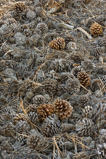 Abstract;Abstractions;Bark;Botanical;Botanicals;botany;Branch;Branches;Bush;decay;flora;Great Sand Dunes National Park and Preserve;greenery;herb;Herbaceous;herbage;Leafy;Organic;Patterns;Pine Cones;plant;plants;seed;Shapes;shrub;Textures;Tree Trunk;Trees;Trunk;Vegetation;Woodland