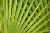 Abstract;Abstractions;angled;botanical;botanicals;botany;concepts-emotions;Fan;f