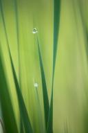 Abstract;Abstractions;botanical;botanicals;botany;Damp;Dew;Dewy;Drop;Droplet;flo