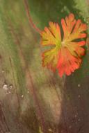 botanical;botanicals;botany;Brown;Damp;Dew;Dewy;Drop;Droplet;flora;Green;greener