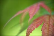 Abstract;Abstractions;botanical;botanicals;botany;flora;Foliage;Green;greenery;h