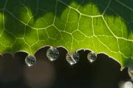 Abstract;Abstractions;botanical;botanicals;botany;Damp;Dew;Dewy;Drop;Droplet;flo