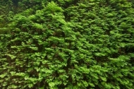 California;herbage;Prairie-Creek-Redwood-State-Park;Fern-Canyon;shrub;Redwood-Na