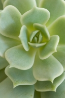 Alabaster-Rose;botanical;botanicals;botany;Cactus;Echeveria;flora;Green;greenery