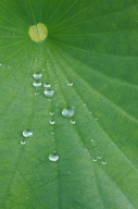 Abstract;Abstractions;botanical;botanicals;botany;Damp;Dew;Dewy;Drop;Droplet;flo