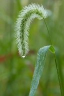 Damp;Dew;Dewy;Drop;Droplet;Grass;Green;Moisture;Seed-Head;Water;Wet