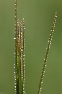 Damp;Dew;Dewy;Drop;Droplet;Grass;Green;Moisture;Stem;Water;Wet