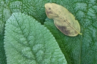 botanical;botanicals;botany;flora;Foliage;Green;greenery;herb;herbage;Leaf;Leafy