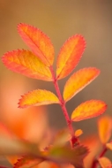 Autumn;Botanical;Calm;Fall;Gold;Grand-Tetons;Healing;Herb;Leaf;Minimalism;Nature