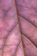 Close-up;Magenta;Abstractions;Shapes;Abstract;Autumn;Foliage;Textures;Leaves;Fal