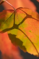 Abstract;Abstractions;Autumn;botanical;botanicals;botany;Fall;flora;Foliage;gree
