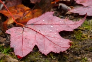 Appalachian-Trail;Autumn;Botanical;Brown;Calm;Fall;Fallen;Fallen-Leaves;Green-Mo