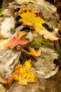 Yellow;Tan;Red;Leaves;Appalachian-Trail;Gold;Orange;Brown;Fall;White-Rocks-Natio