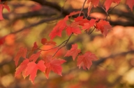 Autumn;Fall;Foliage;Harriman-State-Park;Leaf;Leafy;Leaves;New-York;Red;Vein;Yell