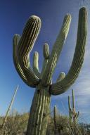 Arizona;Cactus;National-Parks;Plants;Saguaro;Saguaro-National-Park