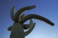 Arizona;Blue;Cactus;Green;Plant;Saguaro-Natiional-Monument;Sky