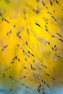 Abstract;Abstractions;Color;Gold;Grass;New-Jersey;Orange;Patterns;Plant;Plants;R