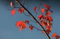 Autumn;Big-South-Fork-National-Recreation-Area;Blue;Blue-Heron-Overlook;Branch;B