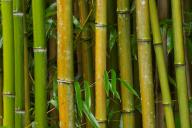 Abstract;Abstractions;Bamboo;Cane;Patterns;Plants;Shapes;Textures
