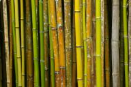 Abstract;Abstractions;Bamboo;Cane;Patterns;Plants;Shapes;Textures