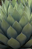 Abstract;Abstractions;Patterns;Shapes;Textures;cactus;Plant;Spines