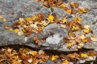 Abstract;Abstractions;Autumn;Boulder;Brown;Fall;Foliage;Geological;Geology;Gray;