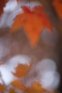 Textures;Shapes;Patterns;Abstractions;Abstract;Leaf;Leaves;Leafy;Vein;Foliage;bo