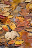 Leaf;Leaves;Leafy;Foliage;Vein;Reflections;Reflection;Textures;Shapes;Patterns;A