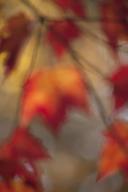 Leaf;Leaves;Leafy;Foliage;Vein;Textures;Shapes;Patterns;Abstractions;Abstract;bo