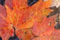 Textures;Shapes;Patterns;Abstractions;Abstract;Leaf;Leaves;Leafy;Foliage;Vein;Re