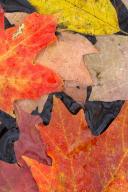 Textures;Shapes;Patterns;Abstractions;Abstract;Leaf;Leaves;Leafy;Foliage;Vein;Re