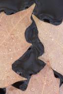 Textures;Shapes;Patterns;Abstractions;Leaf;Leaves;Leafy;Foliage;Vein;Reflections