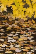 Foliage;Leafy;Leaf;Reflection;Geology;Abstractions;Leaves;Abstract;Boulder;Geolo