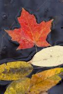 Textures;Shapes;Patterns;Abstractions;Abstract;Leaf;Leaves;Leafy;Foliage;Vein;Re