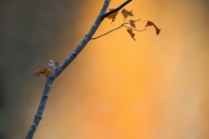 Alabama;Autumn;Branch;Brown;Fall;Foliage;Gray;Leaf;Leafy;Leaves;Little-River-Can