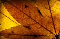 Abstract;Botanical;Brown;Foliage;Gold;Leaf;Leafy;Leaves;Patterns;Textures;Vein;Y