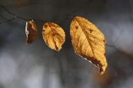 Leaf;Leaves;Leafy;Foliage;Vein;Textures;Shapes;Patterns;Abstractions;Abstract;sh